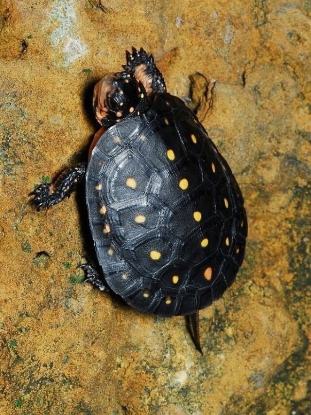 You Must Know Spotted Turtle Facts & Price