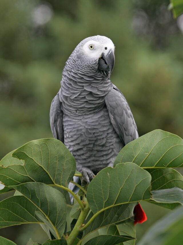 Did You Know African Grey Parrots Facts & Price