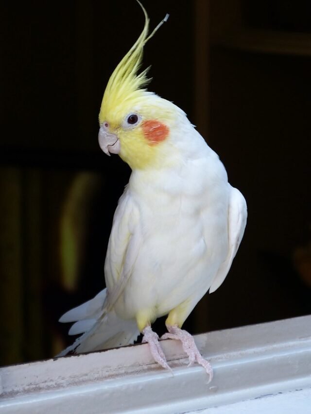 Did You Know Cockatiel Parrots Facts & Price