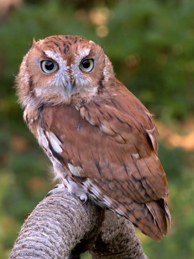 DID YOU KNOW 11 EASTERN SCREECH OWLS FACTS