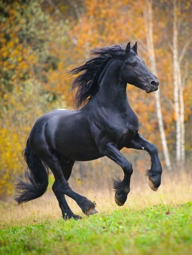 See 11 Amazing Friesian Horse Facts & Price