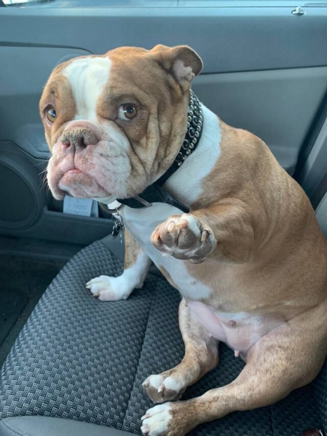 Know About Bulldog Price  & Facts