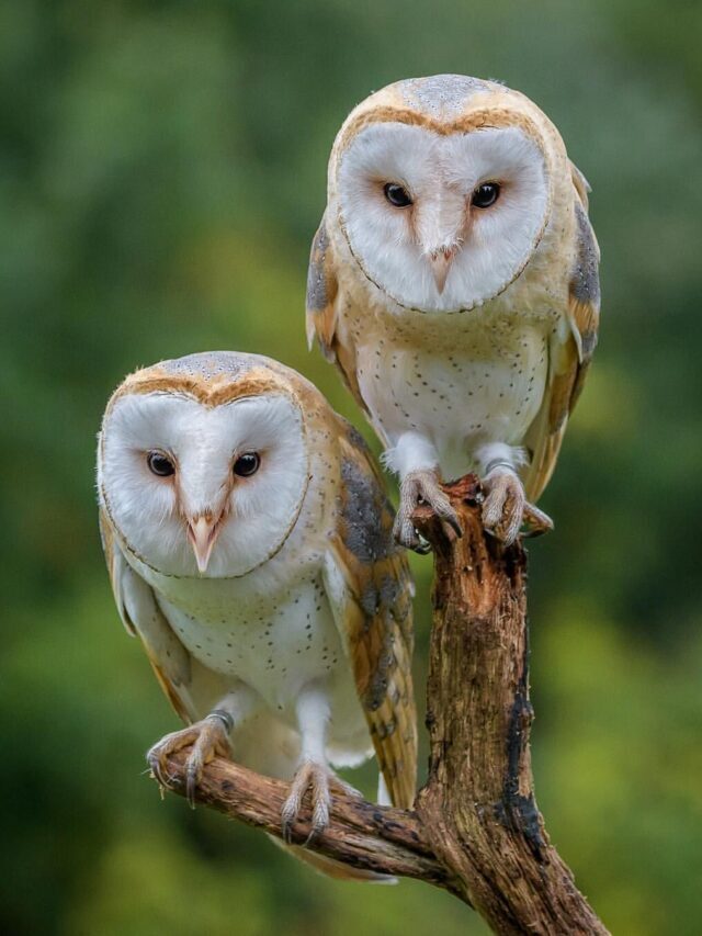 SEE TOP 11 BARN OWLS FACTS & TIPS