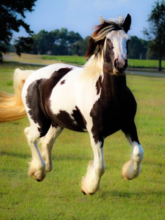 See 11 Amazing Gypsy Horse Facts & Price