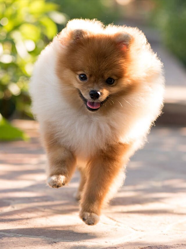 You Must Know Pomeranian Dogs Facts & Price
