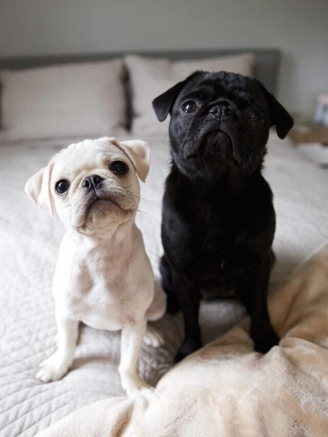 Amazing Facts About Pug Puppies