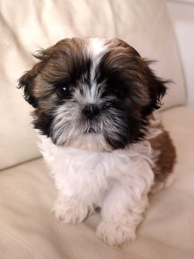 Amazing Facts About Shih Tzu Puppies