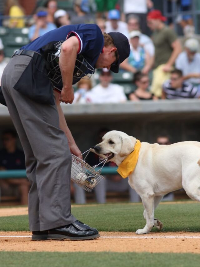 See the Cutest Baseball Team Dogs