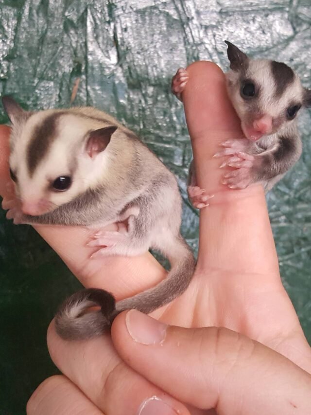 Did You Know Sugar Gliders Price and Type