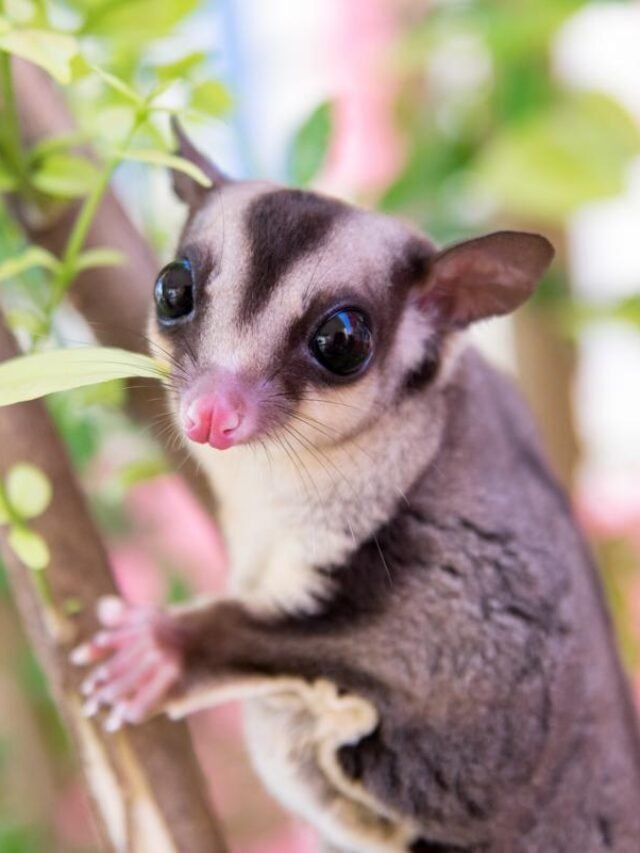 Interesting Facts About Sugar Gliders & Price