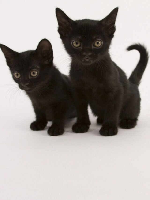 Amazing Beautiful Black Cat Breeds