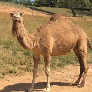 1 Horn Camel For Sale 1