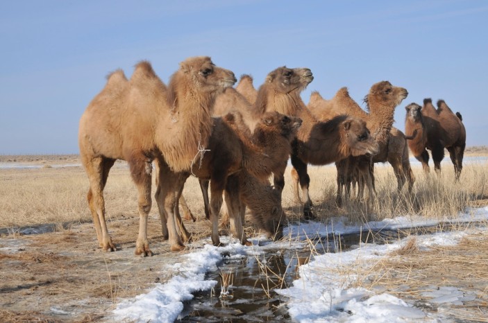 Buy Live Camels For Sale - ALL EXOTICS PETS