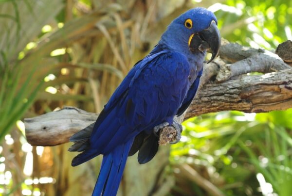 Buy Hyacinth Macaw For Sale - Buy Hyacinth Macaw Online - Adopt Hyacinth Macaw