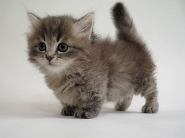 Buy Munchkin Kittens For Sale