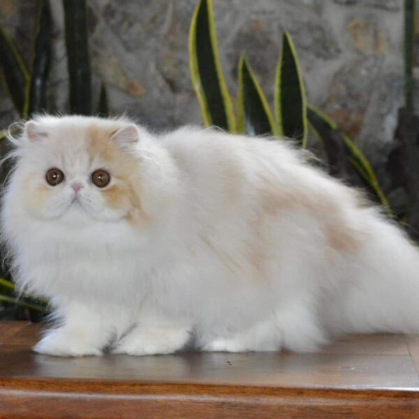 Buy Persian Kittens For Sale