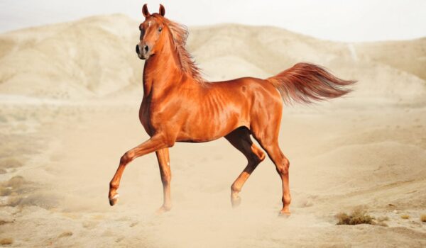 Buy Purebreed Horses For Sale