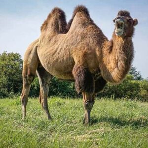 camels dromedaries