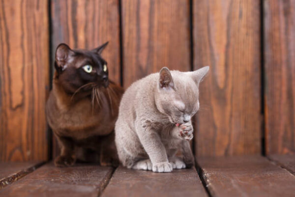Burmese Cats And Kittens For Sale