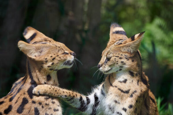 Buy Serval Kittens For Sale