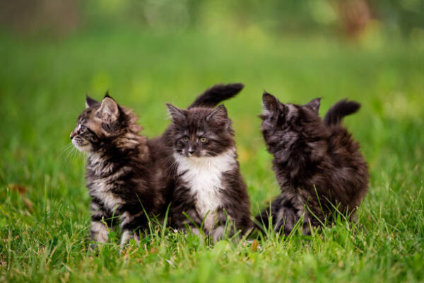 Buy Maine Coon Kittens For Sale