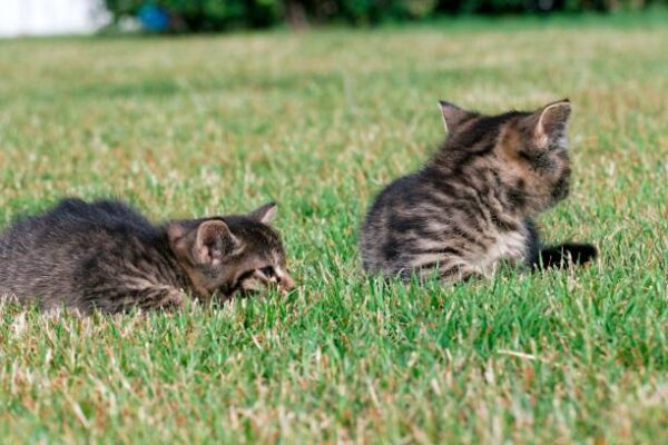 Buy Scottish Fold Kittens For Sale